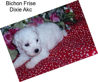 Bichon Frise Dixie Akc