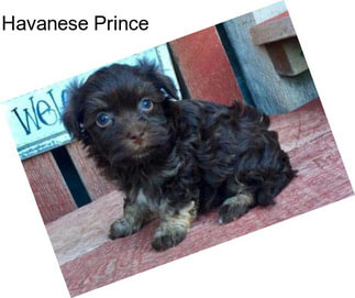 Havanese Prince