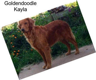 Goldendoodle Kayla