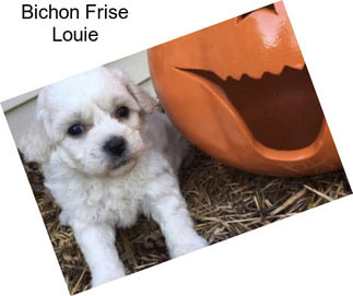 Bichon Frise Louie