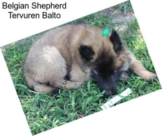 Belgian Shepherd Tervuren Balto