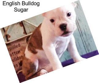 English Bulldog Sugar