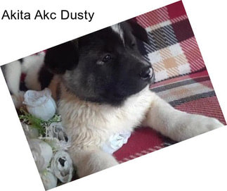 Akita Akc Dusty