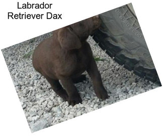 Labrador Retriever Dax