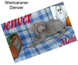 Weimaraner Denver