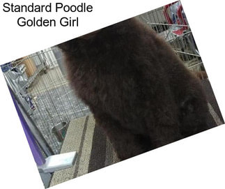 Standard Poodle Golden Girl