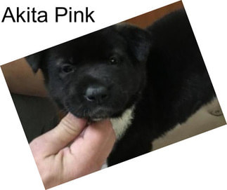 Akita Pink