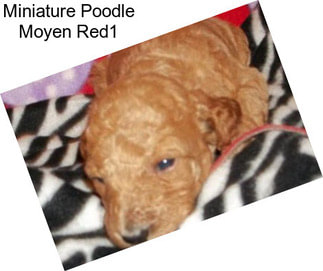 Miniature Poodle Moyen Red1