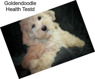 Goldendoodle Health Testd