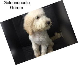 Goldendoodle Grimm