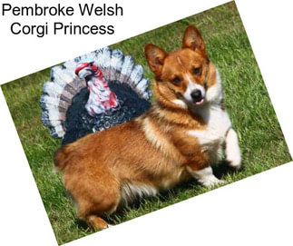 Pembroke Welsh Corgi Princess