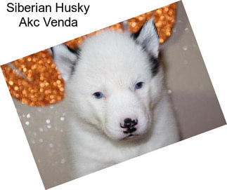 Siberian Husky Akc Venda