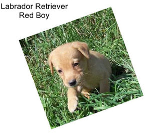 Labrador Retriever Red Boy