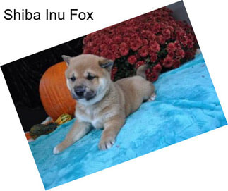 Shiba Inu Fox