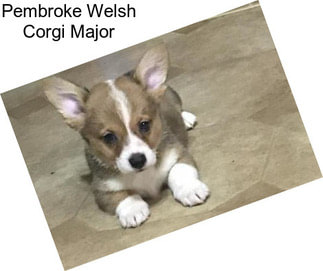 Pembroke Welsh Corgi Major
