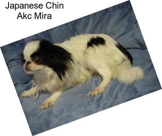 Japanese Chin Akc Mira