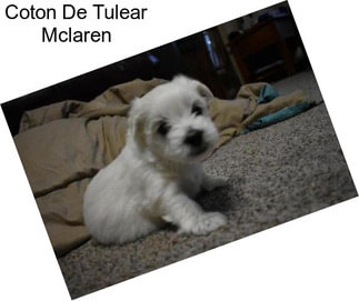 Coton De Tulear Mclaren