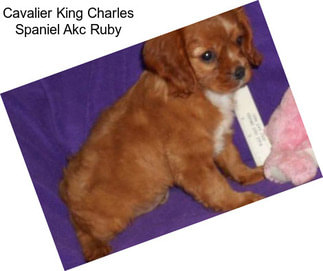 Cavalier King Charles Spaniel Akc Ruby