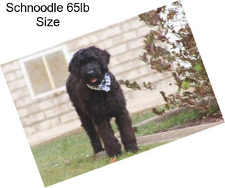 Schnoodle 65lb Size