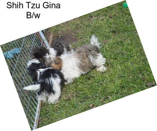 Shih Tzu Gina B/w