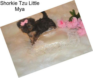 Shorkie Tzu Little Mya