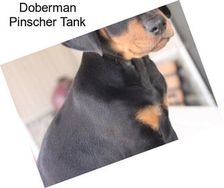 Doberman Pinscher Tank