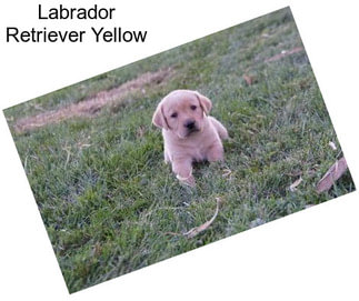 Labrador Retriever Yellow