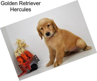 Golden Retriever Hercules
