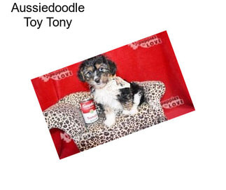 Aussiedoodle Toy Tony