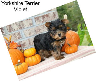 Yorkshire Terrier Violet