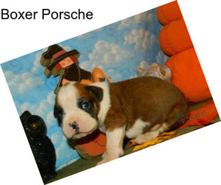 Boxer Porsche