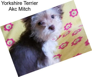 Yorkshire Terrier Akc Mitch