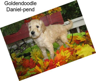 Goldendoodle Daniel-pend