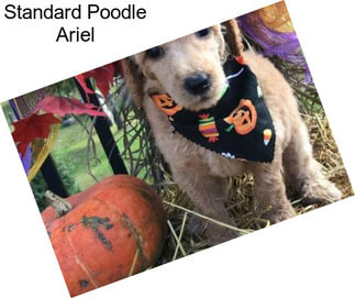 Standard Poodle Ariel