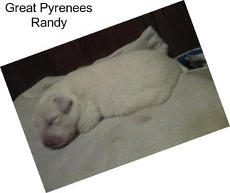 Great Pyrenees Randy