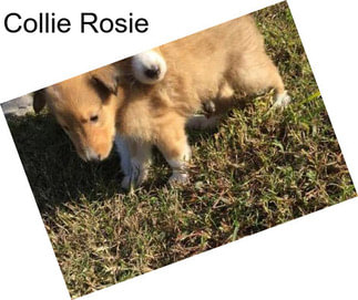 Collie Rosie