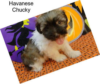 Havanese Chucky