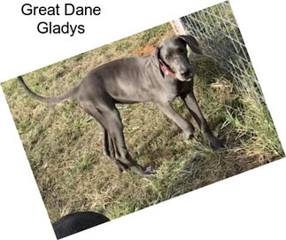 Great Dane Gladys