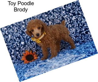 Toy Poodle Brody