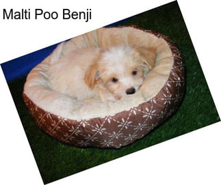 Malti Poo Benji