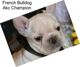 French Bulldog Akc Champion