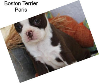 Boston Terrier Paris