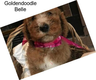 Goldendoodle Belle