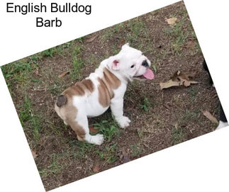 English Bulldog Barb