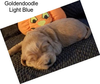 Goldendoodle Light Blue