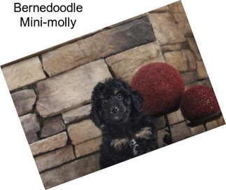 Bernedoodle Mini-molly