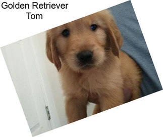 Golden Retriever Tom