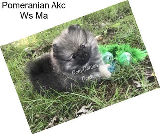 Pomeranian Akc Ws Ma