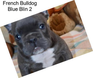 French Bulldog Blue Blin 2