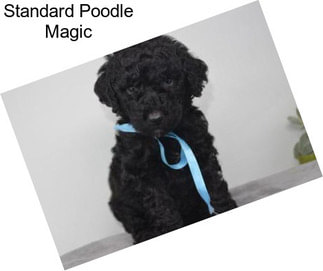 Standard Poodle Magic